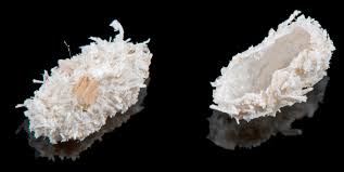 Attēlu rezultāti vaicājumam “Korynetes caeruleus”