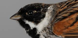 Attēlu rezultāti vaicājumam “Emberiza schoeniclus”