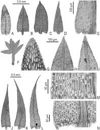 Attēlu rezultāti vaicājumam “Philonotis sporophyte”