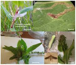 Attēlu rezultāti vaicājumam “Aulacidea hieracii”