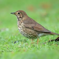 Attēlu rezultāti vaicājumam “Turdus philomelos adult”