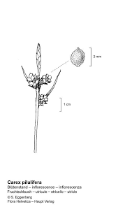 Attēlu rezultāti vaicājumam “Carex pilulifera”