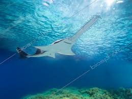 Image result for Pristis pristis