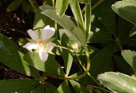 Attēlu rezultāti vaicājumam “Potentilla alba”