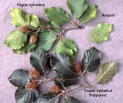 Attēlu rezultāti vaicājumam “Fagus sylvatica fo. purpurea fruit”