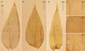 Attēlu rezultāti vaicājumam “Plagiothecium laetum”