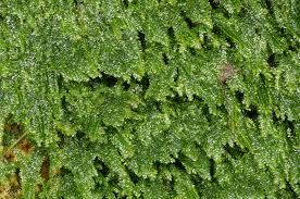 Attēlu rezultāti vaicājumam “Plagiothecium denticulatum”