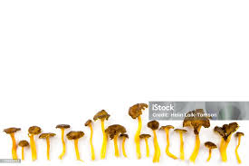 Attēlu rezultāti vaicājumam “Cantharellus lutescens”