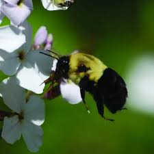 Attēlu rezultāti vaicājumam “Bombus”