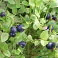 Curative Effects of Bilberries - Softpedia