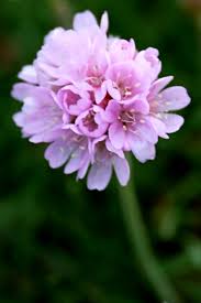 Image result for Grasnelke