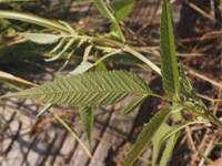 Attēlu rezultāti vaicājumam “Bidens frondosa fruit”