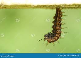 Attēlu rezultāti vaicājumam “Polygonia c-album underside”