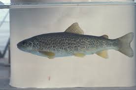 Image result for Salmo marmoratus