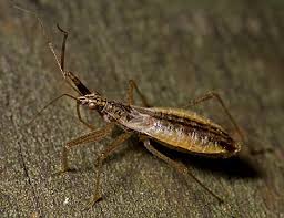 Attēlu rezultāti vaicājumam “Nabis limbatus”