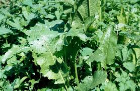 Attēlu rezultāti vaicājumam “Armoracia rusticana leaf”