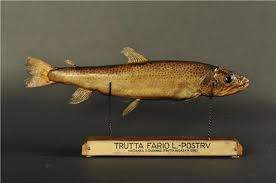 Image result for Salmo dentex