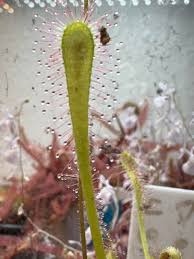 Attēlu rezultāti vaicājumam “Drosera anglica fruit”