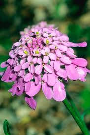 Image result for Iberis umbellata