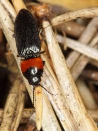 Attēlu rezultāti vaicājumam “Cardiophorus ruficollis”