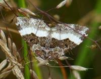 Attēlu rezultāti vaicājumam “Euphyia unangulata”
