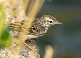 Attēlu rezultāti vaicājumam “Motacillidae”