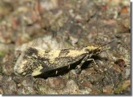 Attēlu rezultāti vaicājumam “Denisia similella”