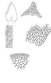Attēlu rezultāti vaicājumam “Hygrohypnum luridum”