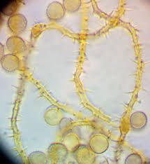 Attēlu rezultāti vaicājumam “Ophiotheca sp.”