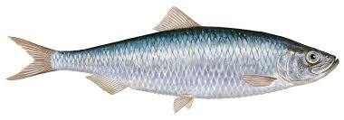 Image result for Clupea pallasii