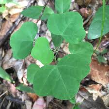 Attēlu rezultāti vaicājumam “Menispermum dauricum leaf”