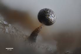 Attēlu rezultāti vaicājumam “Didymium xanthopus spores”