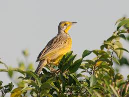 Attēlu rezultāti vaicājumam “Motacillidae”