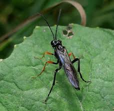 Attēlu rezultāti vaicājumam “Tenthredo campestris”
