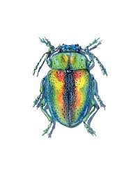 Attēlu rezultāti vaicājumam “Coleoptera”