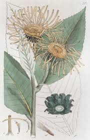 Image result for Inula helenium