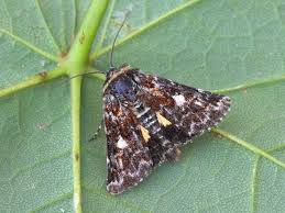 Attēlu rezultāti vaicājumam “Anarta myrtilli”