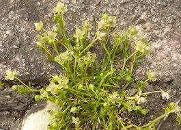 Attēlu rezultāti vaicājumam “Sagina procumbens flower”
