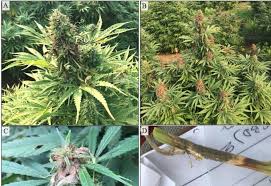 Attēlu rezultāti vaicājumam “Trichia botrytis var. cerifera stalked”