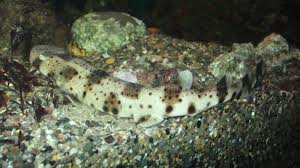 Image result for Scyliorhinus stellaris