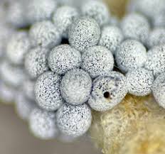 Attēlu rezultāti vaicājumam “Collaria rubens stalked”