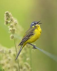 Attēlu rezultāti vaicājumam “Motacilla flava flava”