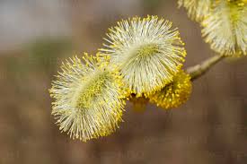 Attēlu rezultāti vaicājumam “Salix caprea male flower”