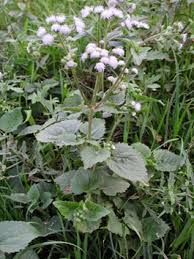 Image result for Ageratum conyzoides