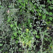 Attēlu rezultāti vaicājumam “Chenopodium acerifolium leaf”