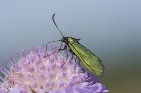 Attēlu rezultāti vaicājumam “Adscita statices”