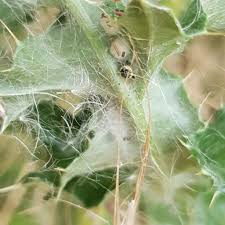 Attēlu rezultāti vaicājumam “Phylloneta cocoon”