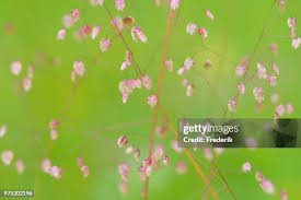 Attēlu rezultāti vaicājumam “Briza media bud”