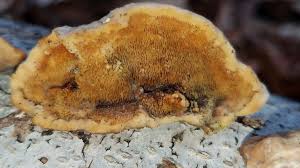 Attēlu rezultāti vaicājumam “Steccherinum bourdotii”