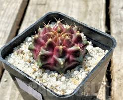 Image result for Gymnocalycium